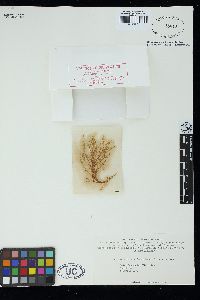 Anotrichium licmophorum image