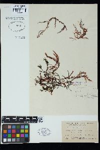 Asparagopsis armata image