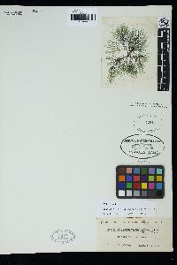 Batrachospermum keratophytum image