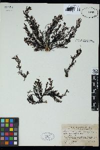 Sargassum acinacifolium image