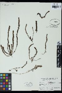 Sargassum acinacifolium image