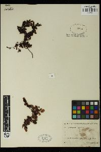 Sargassum biserrula image