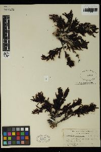 Sargassum pacificum image