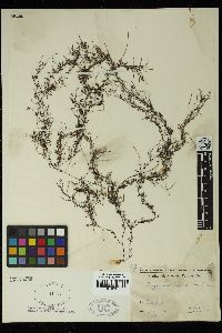 Sargassum boveanum image