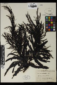 Sargassum fallax image