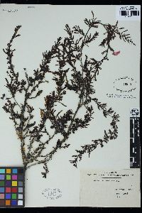 Sargassum confusum image