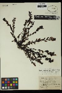 Sargassum johnsonii image