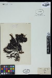 Sargassum linearifolium image