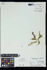 Botryocladia uvarioides image