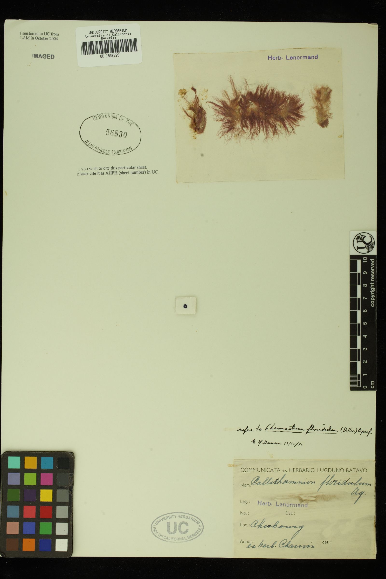 Rhodothamniella floridula image