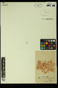 Callophyllis rangiferina image