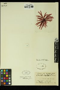 Callophyllis phyllohaptera image