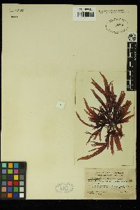Callophyllis phyllohaptera image