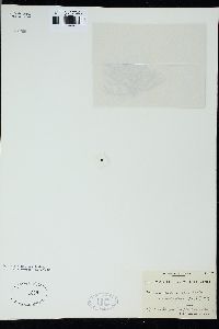 Ceramium ciliatum image