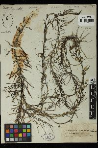 Sargassum patens image