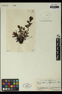 Sargassum platycarpum image