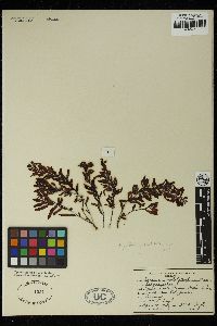 Sargassum platycarpum image