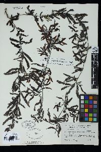 Sargassum sinicola image