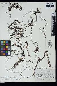 Sargassum sinicola image