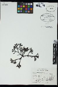 Pelvetia canaliculata image