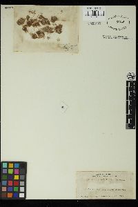 Sphacelaria tribuloides image