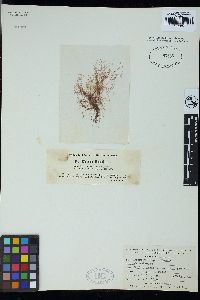 Ceramium deslongchampsii var. hooperi image