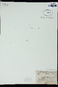 Ceramium penicillatum image