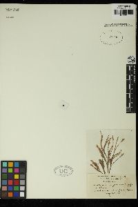 Acrochaetium sagraeanum image