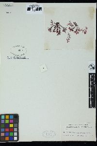 Chrysymenia polydactyla image