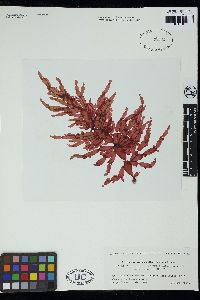 Coelarthrum opuntia image
