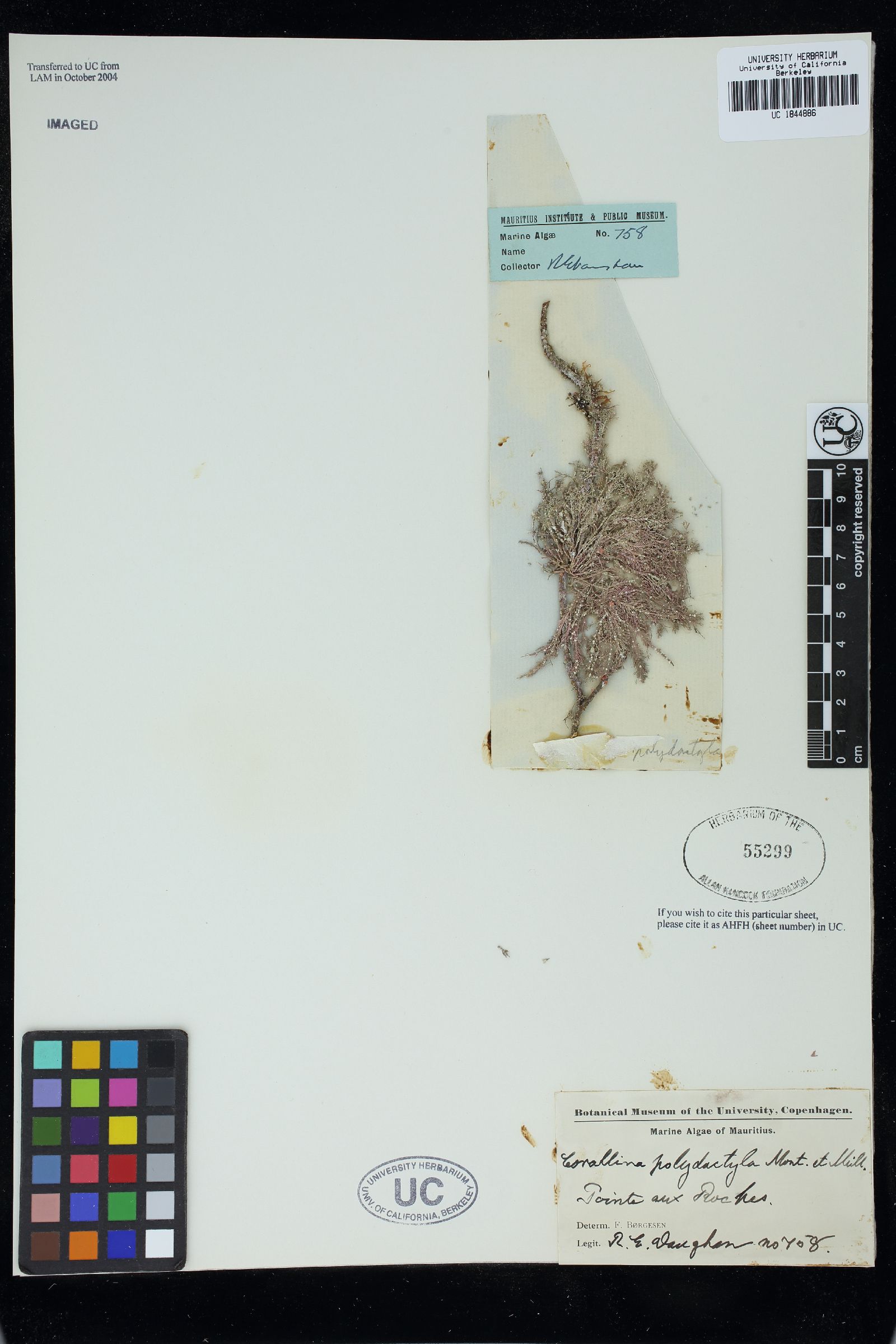 Haliptilon polydactylum image