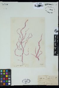 Dasya pedicellata image