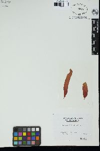 Dumontia simplex image