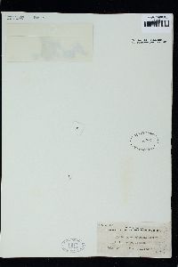 Pterocladiella caerulescens image