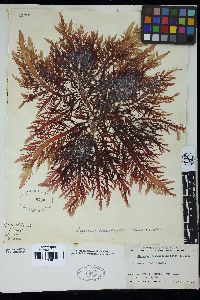 Sarcothalia crassifolia image
