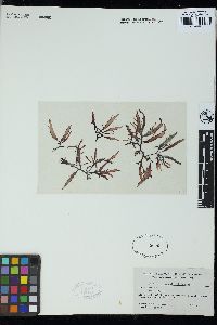 Chondracanthus squarrulosus image