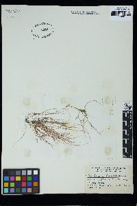 Gracilariopsis rhodotricha image