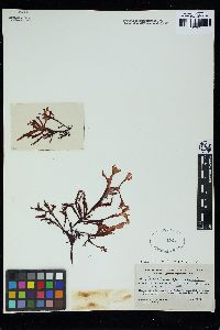 Gracilaria spinigera image