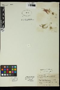 Bangiopsis subsimplex image