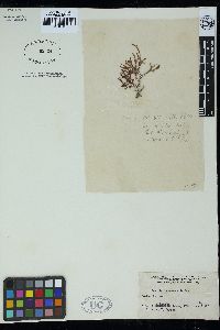 Gracilaria canaliculata image