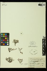 Gracilaria pachydermatica image