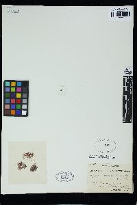 Griffithsia phyllamphora image