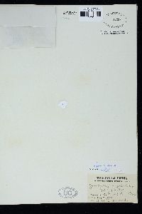 Ahnfeltiopsis polyclada image