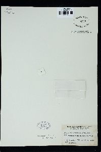 Herposiphonia insidiosa image