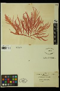 Grateloupia acuminata image