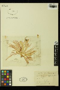 Halymenia microcarpa image