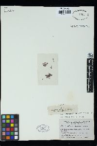 Herposiphonia spinosa image