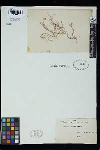Hypnea japonica image