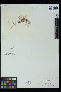 Hypnea charoides image