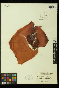 Iridaea ciliata image